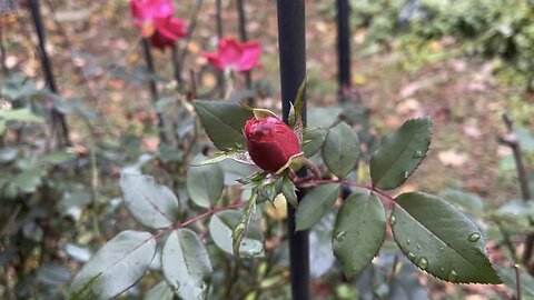 Rose Bush 🌹Chamberlin Family Farms “Naturally Good” #rose #garden #flowers #plants