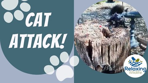 CAT ATTACK! - - Close Call at the Feeder!