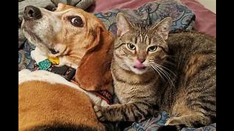Funniest Dogs and Cats Video
