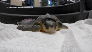 Cold-stunned turtles travel from New England to Clearwater Marine Aquarium for care