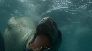 How to Survive a Leopard Seal Attack