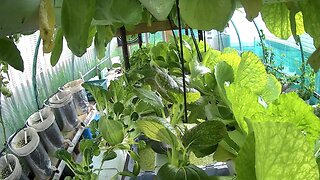 NFT Brassica Timelapse Ending 22-05-2024