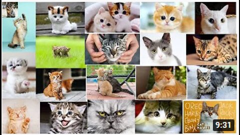 Funny Cats Cute cats Cats ( 1 ) will make you laugh and clear off your stress Stephen Lifestyle