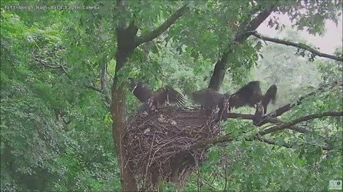 Hays Bald Eagles Juveniles Winging in the Rain Dance 6722