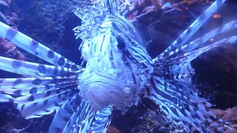 Lion Fish Close Up