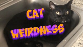 Cat Weirdness