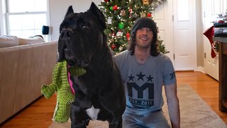 Cane Corso RAW Home Footage