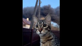 Stepan the cat watches the result of the arrival of the Russian cruise missile.