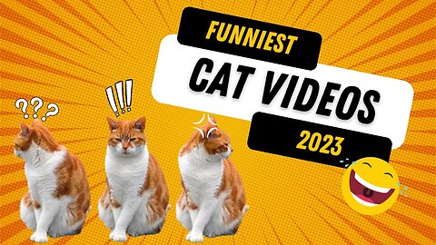 Funny Cat's Video | Cat's funny life