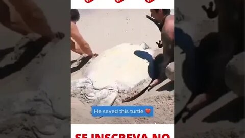 Salvando a Tartaruga Marinha #shorts