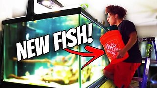 Buying MONSTER FISH For My 300 GALLON AQUARIUM!