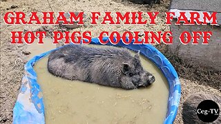 Graham Family Farm: Hot Pigs Cooling Off