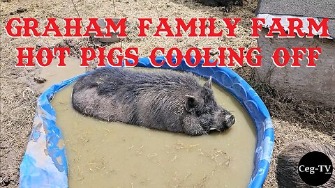 Graham Family Farm: Hot Pigs Cooling Off