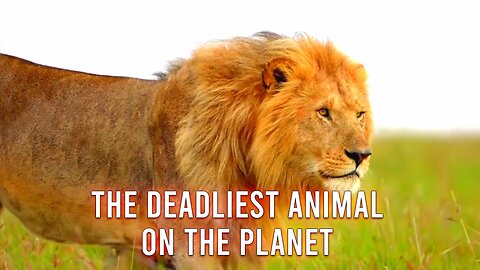 The Deadliest Animal On The Planet