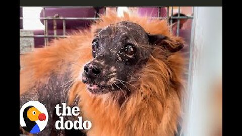 Lion Dog Was Invisible To Everyone | The Dodo