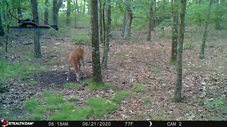 Whitetail Doe and fawn 6 21 2020 Latest trail camera video