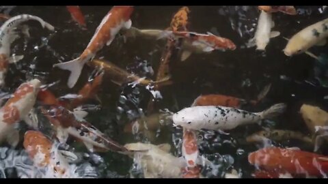 Multicolored pond fish, top view of beautiful Koi carps fish Japanese swimming in the water