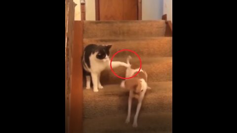 😆You won't Believe what this Cat did to this Dog! - MUST WATCH!😆