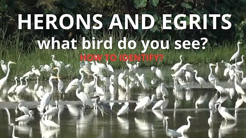 herons and egrits: what bird do you see?