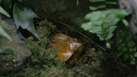 Close-up shot of tomato frog living in terrarium. Species endemic to Madagascar