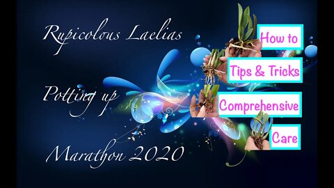 Rupicolous Laelia Marathon | Care Tips | Potting up | Clean up of my favorite #miniatureorchids 🥰