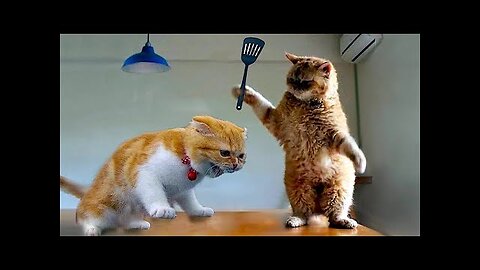 The funniest animals / Jokes with cats and dogs