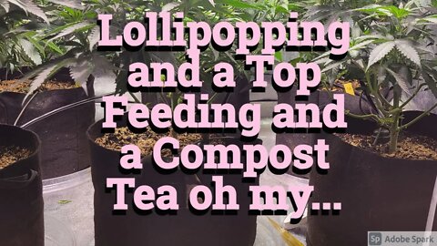 Lollipopping and a Top Feed and a Compost Tea oh my....