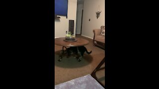 Curious puppy takes a tumble