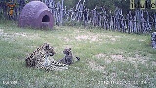 Leopard And Cub In The Bush Camp - Camera Trap Footage Part 5: 20/21 November 2012