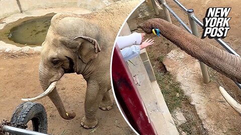 Elephant returns child's dropped shoe in heartwarming video