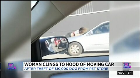 Police arrest woman wanted in connection with theft of $10K dog