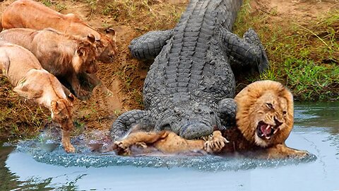 Unbelievable! Mad Crocodile Fierce Attack Lion as Lion migrate across the river - Wild Animal Fights