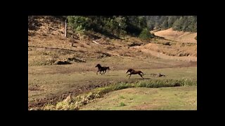 Horses galloping around like crazy