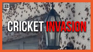 Cricket Invasion! Ton of Bugs Swarm Home in Spring Creek, Nevada