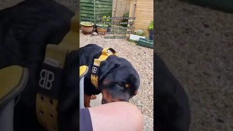 Dog Owner Asks For Help To Feed Dog | Beautiful Rottweiler Sad Story