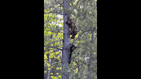 2 bear cubs coming down from tree.