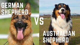 German shepherd vs Australian shepherd