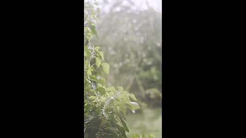 Nice Relaxing Nature Rain Sound (check description)