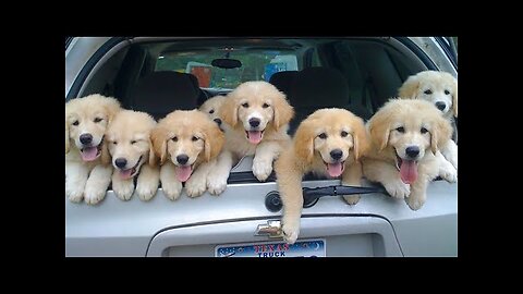 Funniest & Cutest Golden Retriever Puppies - 30 Minutes of Funny Puppy Videos 2022 #19