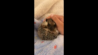 Watch this little hedgehog unball!