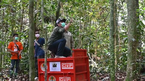 Rescued orangutans being released back into protected forest