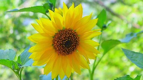 Sunflower Video, Beautiful Nature Video, Summer Vibes