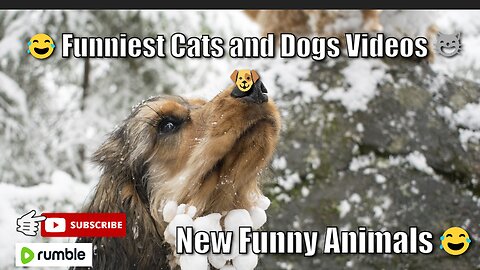 New Funny Animals 😂 Funniest Cats and Dogs Videos 😺🐶