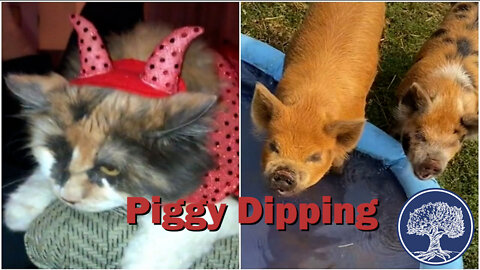 Piggy Dipping at the Piggy Pond - The Latest TikTok Trend Explained