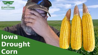 Iowa Drought Corn, How Will it Yield?