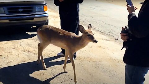 Incredibly fearless deer greets friendly humans