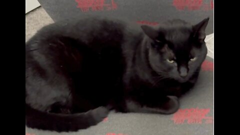 Adopting a Cat from a Shelter Vlog - Cute Precious Piper is Seated on Her Office Chair #shorts