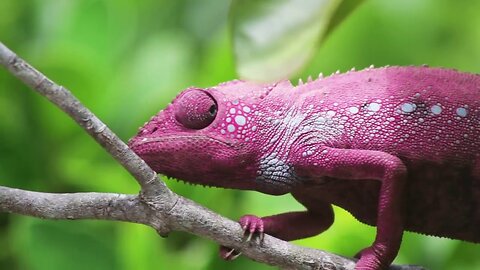 Chameleon Changing Color