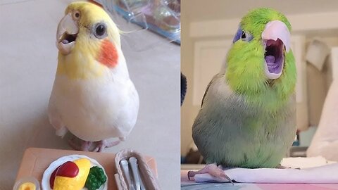 BIRB MEMES-HAPPY COCKATIELS-Funny Parrot Videos-Dank Bird Humor-Cute Cockatiels