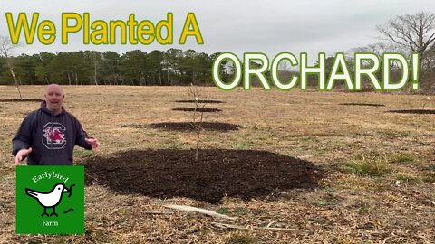 We PLANTED a Fruit Orchard: The Start of a Orchard